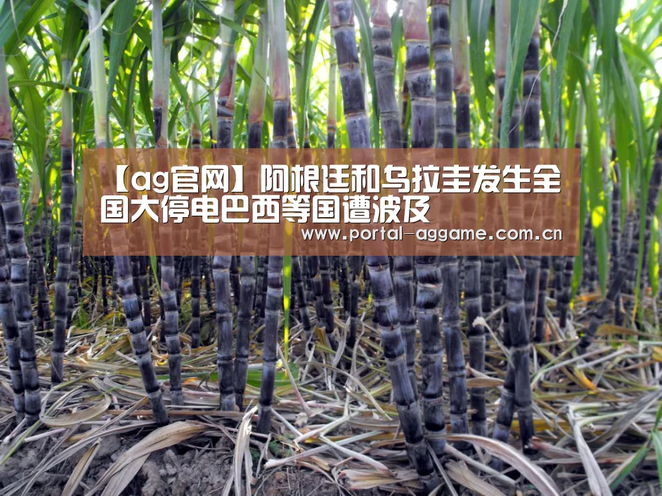 ag官网